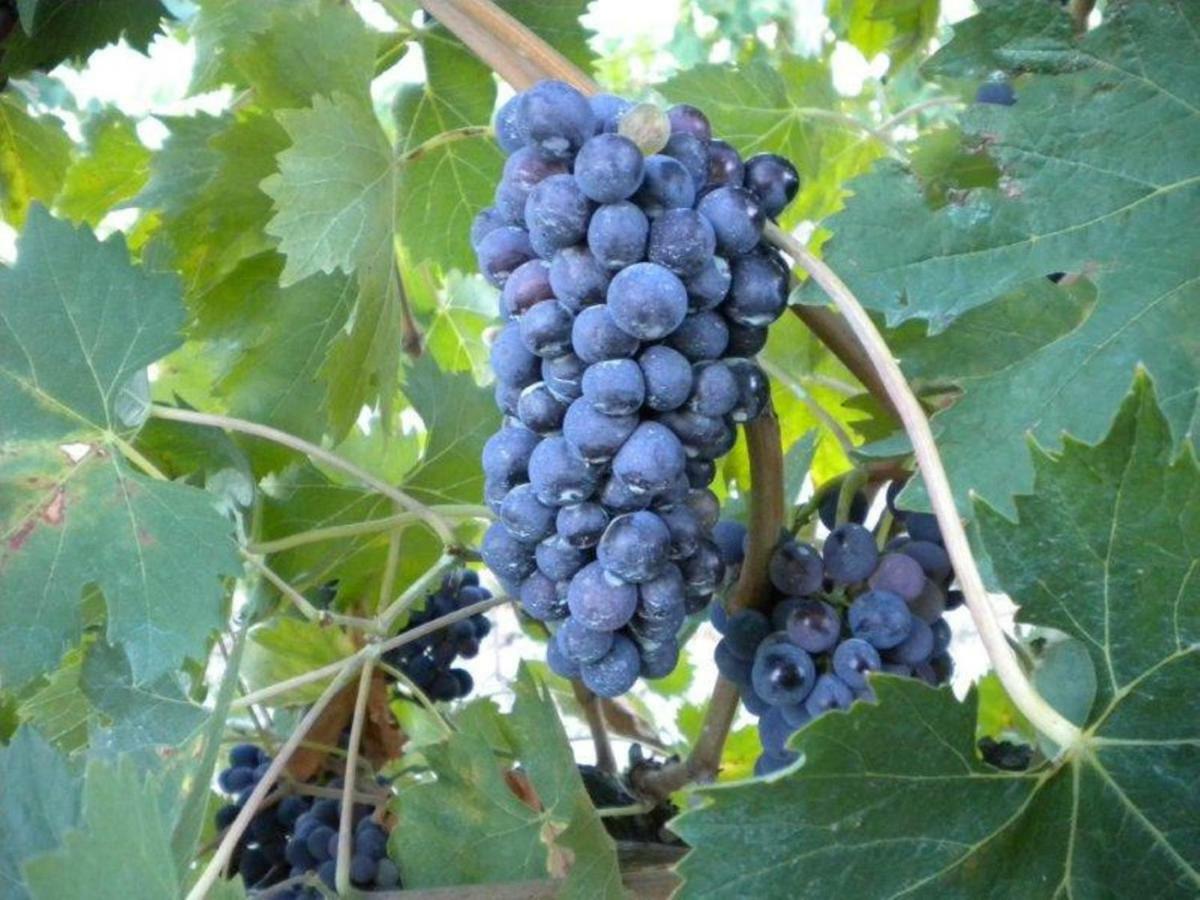 Agriturismo Il Melo Valfabbrica Kültér fotó
