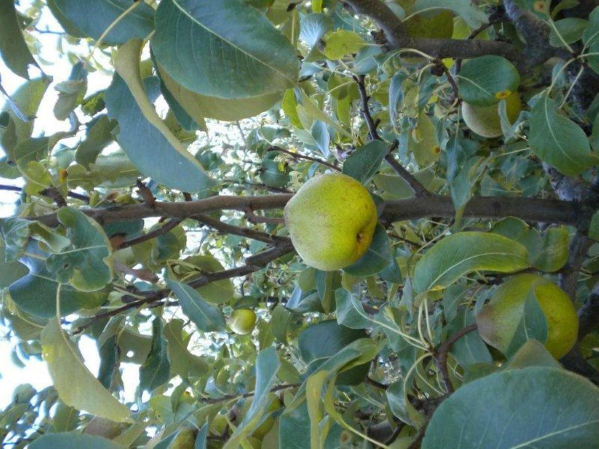 Agriturismo Il Melo Valfabbrica Kültér fotó